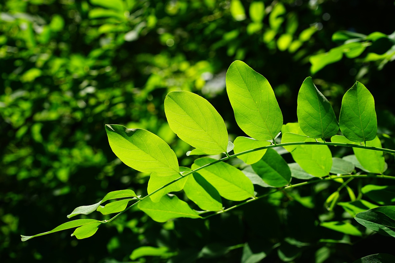 The Philosophy of the Green Movement and Its Politics